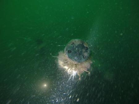 Nummer op periscoop (T. Termote) (1)