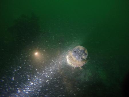 Nummer op periscoop (T. Termote) (2)